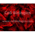 Cynomolgus Monkey Aortic Smooth Muscle Cells